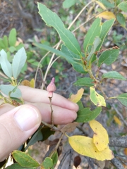 Heteroecus sanctaeclarae