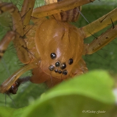 Polyboea