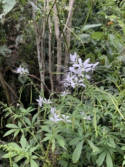 Cleome