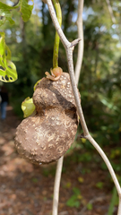 Dioscorea bulbifera
