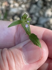 Verbena brasiliensis