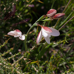 Hesperantha