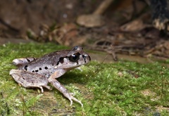 Leptobrachella ventripunctata