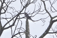 Dicrurus leucophaeus