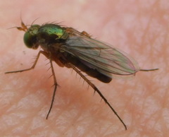 Dolichopus
