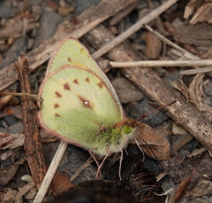 Colias lesbia verhulsti