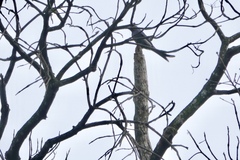 Dicrurus leucophaeus