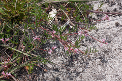 Indigofera sp16
