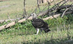 Haliaeetus ichthyaetus