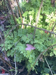 Tanacetum parthenium