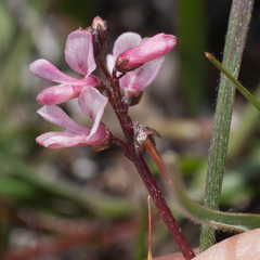 Indigofera sp16