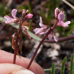 Indigofera sp16