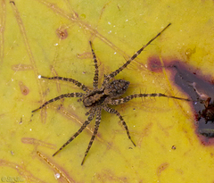 Pardosa