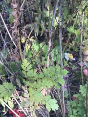Tanacetum parthenium