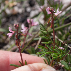 Indigofera sp16