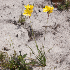 Ixia dubia