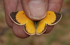 Colias lesbia verhulsti