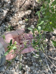 Verbena brasiliensis