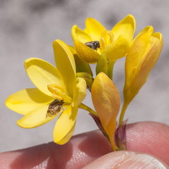 Ixia dubia