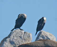 Phalacrocorax carbo lucidus