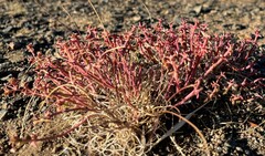 Anabasis brevifolia
