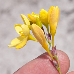 Ixia dubia