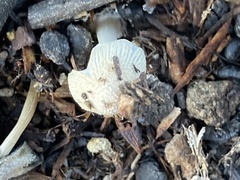 Mycena leptocephala
