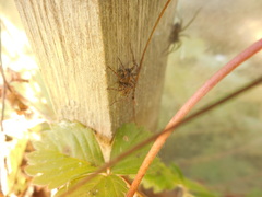 Tegenaria ferruginea