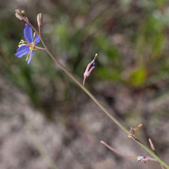 Heliophila digitata