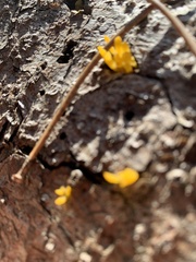 Calocera viscosa