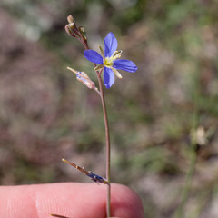 Heliophila digitata