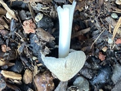 Mycena leptocephala