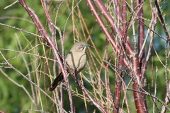 Toxostoma crissale