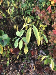 Oemleria cerasiformis