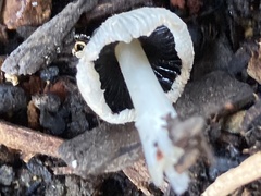 Mycena leptocephala
