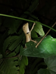 Calotes emma