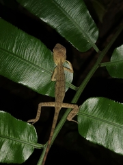 Calotes emma