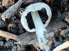 Mycena leptocephala