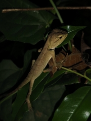 Calotes emma