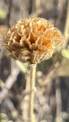 Phlomis