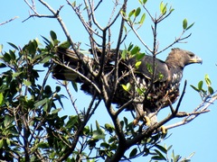 Stephanoaetus coronatus