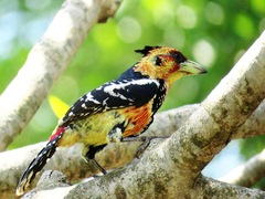 Trachyphonus vaillantii