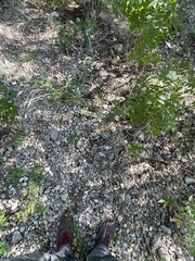 Verbena brasiliensis