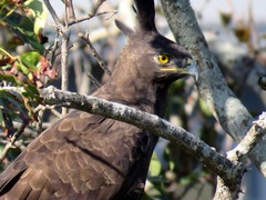 Lophaetus occipitalis