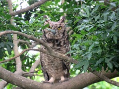 Bubo africanus africanus