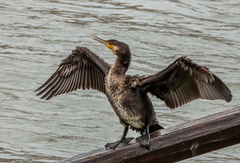 Phalacrocorax carbo