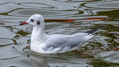 Chroicocephalus ridibundus