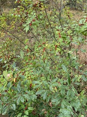 Ilex