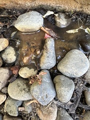 Rhodophyta