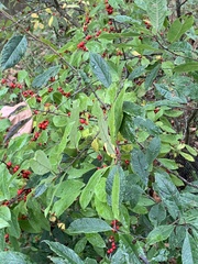 Ilex